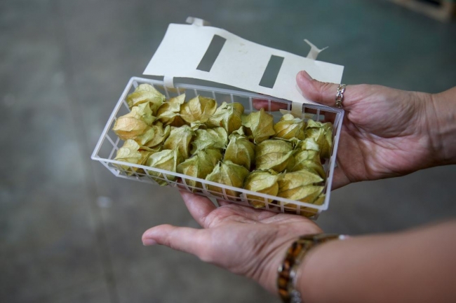 Tropikal meyve ihracatı yüzde 172 arttı